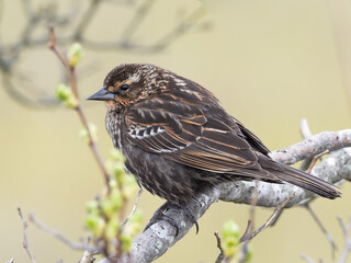 Close up of a female Red-winged Blackbird