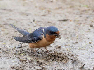 Close up of an adult American Barn Swallow collecting mud as nesting material