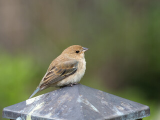 Close up of a perched female Indigo Bunting in spring