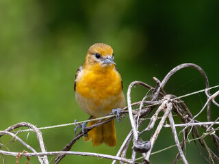 Close up of a perched female Baltimore Oriole