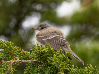 Close up of a Willow Flycatcher perched in a cedar tree