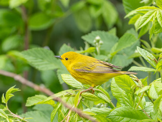 Adult male Yellow Warbler amongst foliage