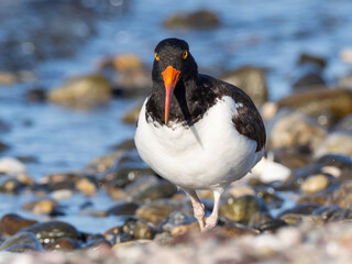 Close up head on shot of an American Oystercatcher on a pebbly beach