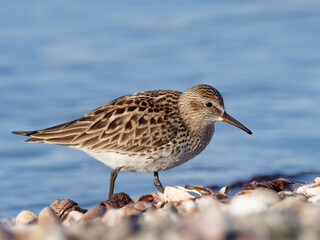 Close up of an adult White-rumped Sandpiper in alternate summer plumage feeding at the shoreline