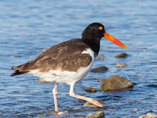 American Oystercatcher in bright sunlight against a blue water background