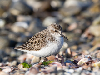 Close up of an adult Semi-palmated Sandpiper in alternate summer plumage