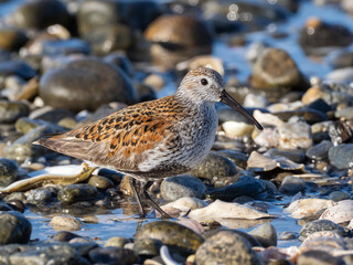 Adult Dunlin in alternate summer plumage feeding amongst pebble and shells at the shoreline