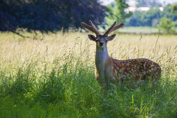 Cervus nippon - a massive male deer standing proudly in the meadow and looking directly at you in the background of the forest.