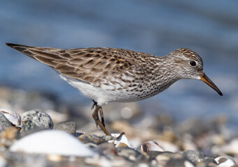 Close up of an adult White-rumped Sandpiper in alternate summer plumage feeding at the shoreline
