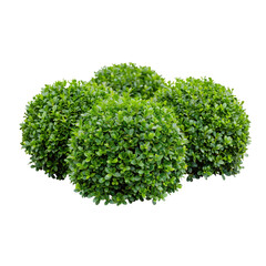Obraz premium Rounded green bushes isolated on a transparent background.