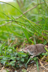 Etruscan shrew with whiskers and elongated snout in freedom among vegetation. Cantabria, Spain Europe family field rodents. Concept: animal life, rodents.