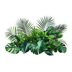 Green plant with long leaves isolated on a transparent background.