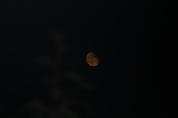 moon in the night, moon in the sky, moon, sky, dark, trees, moon among the forest, ligth, moonligth, night, space, black, astronomy, moonlight, light, nature