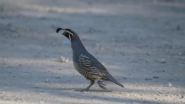 Male California quail running across a dirt road then stopping in slow motion.