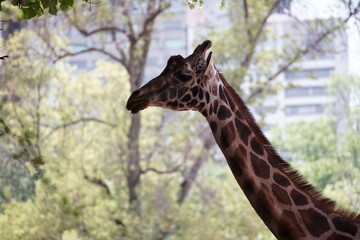 jirafa en zoologico