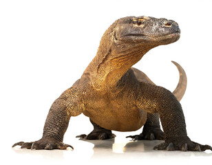 Fototapeta premium Komodowaran isoliert auf weißen Hintergrund, Freisteller