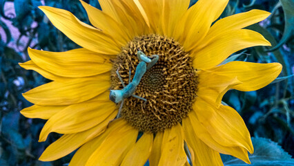 Sunflower and Creepy