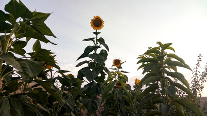 Sunflowers