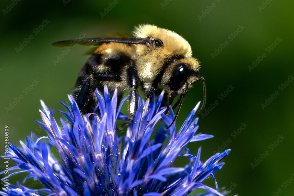 Sticker bee on a flower