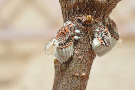 Cochenilles se nourrissant aux d&eacute;pends d'une plante.