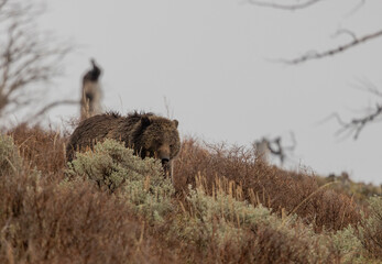 Grizzly Bear in Yellowstone National Park Wyoming in Springtime