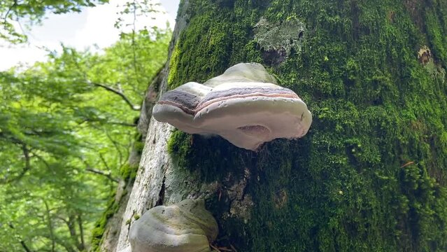 Champignons sur un tronc d'arbre, Occitanie