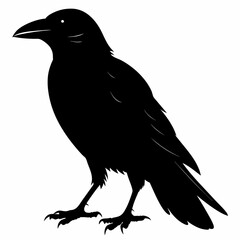 Crow black silhouette