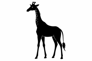 giraffe silhouette, giraffe vector silhouettes isolated on a white background, Wild animals silhouette, giraffe
