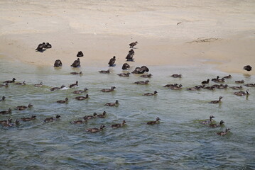Ducks swimming in the North Sea and walking at the beach