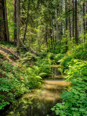 Muddy Irrigation Ditch