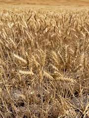 Golden Wheat Crop