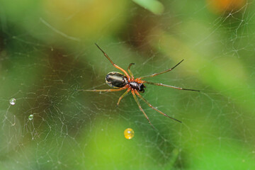mangora acalypha spider macro photo