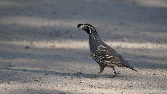 Male California Quail walking on dirt road in Utah watching cautiously as it trails behind its family.