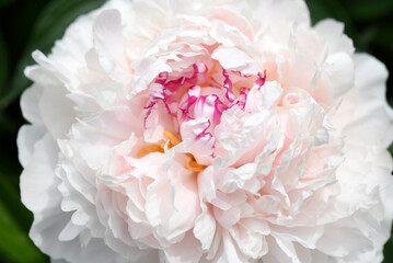 Bright peony flowers. Flower petals in close-up. Paeonia officinalis.