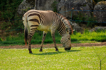 Zèbre au parc de la Tête d'Or à Lyon