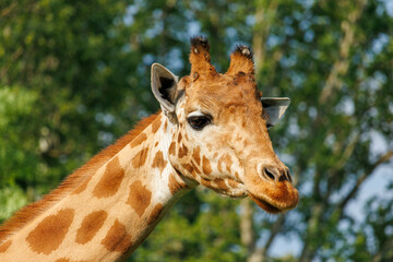 Girafe