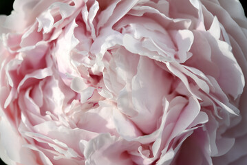 Bright peony flowers. Flower petals in close-up. Paeonia officinalis.