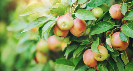 Apple, fruit and leaves on tree in garden for organic produce, agriculture and sustainability in...
