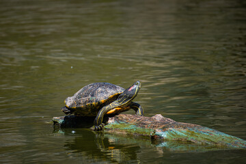 Obraz premium A red-eared slider turtle lays on a wooden log and sunbaths towards the camera lens on a sunny summer day. 
