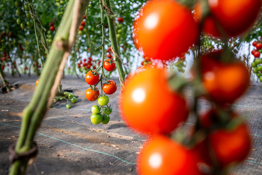 sehr viele leckere, frische rote und gr&uuml;ne Tomaten an der Pflanze in einem bio Gew&auml;chshaus