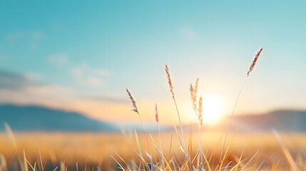 Serene sunrise over a tranquil field with close-up of wheat stalks, capturing the peaceful essence of nature and morning light.