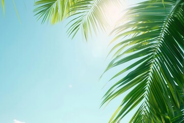 Fototapeta premium Sunlight filters through palm fronds against a clear blue sky, evoking feelings of tropical paradise and relaxation.