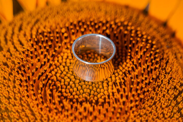 A close-up of a silver ring lying on a yellow sunflower. Close-up of the ring subject shooting....