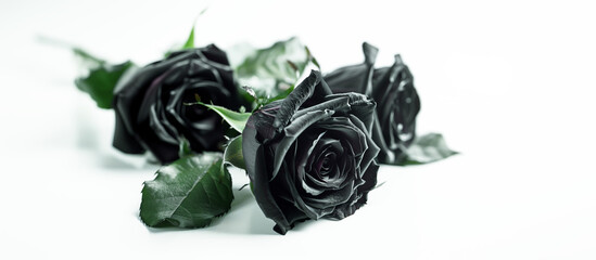 Black roses on white background
