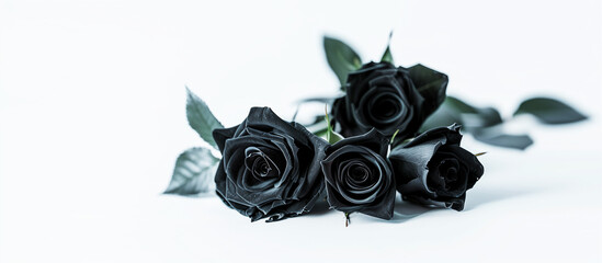 Black roses on white background