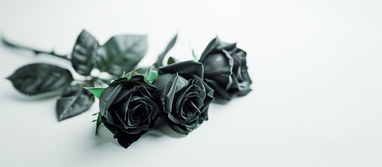 Black roses on white background