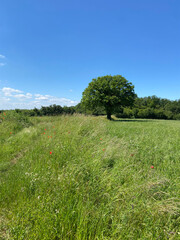 Fototapeta premium Prairie fleurie en Bourgogne l'été