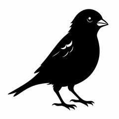 Sparrow black silhouette