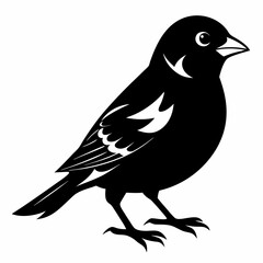 Sparrow black silhouette