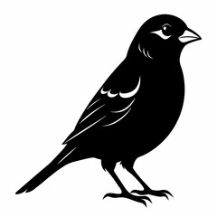 Sparrow black silhouette